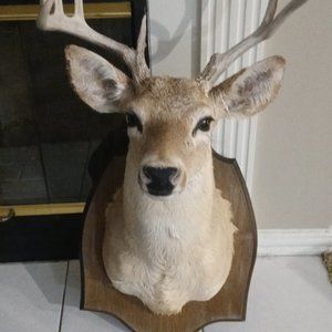 Deer head